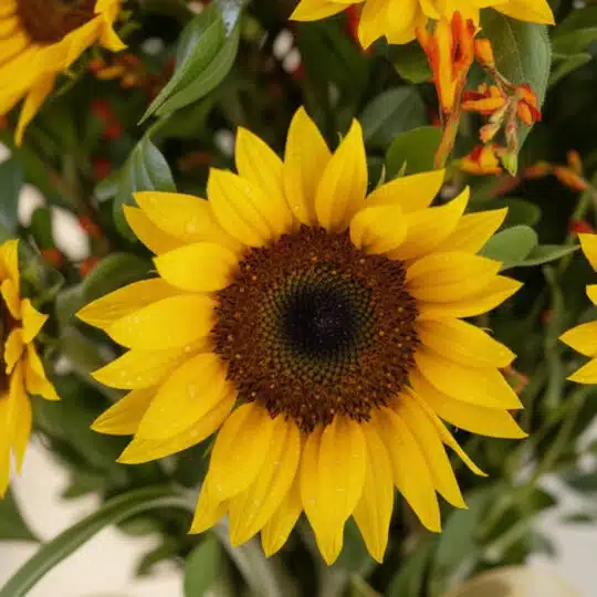 Primer plano extremo de un girasol vibrante del arreglo floral LENU, con pétalos amarillos, centro oscuro y sutiles gotas de