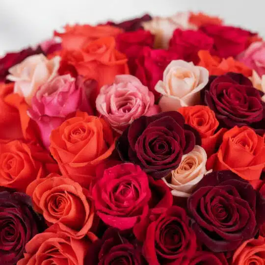 Primer plano extremo de un bouquet de 72 rosas FILIPPA con texturas hiperrealistas, gotas de rocío sutiles y colores vibrante