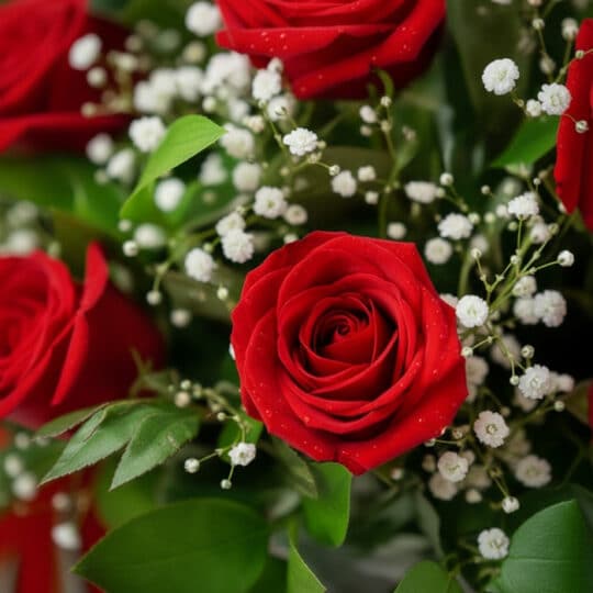 Primer plano extremo de rosas rojas vibrantes con delicadas gotas de rocío y pequeñas flores blancas, destacando la textura h