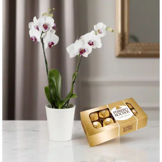 Orquídea ESTRELLA: Arreglo de Doble Vara con Chocolates Ferrero Rocher Orquídea ESTRELLA de doble vara con flores blancas y centro púrpura en maceta blanca, junto a una caja de chocolates Ferrero