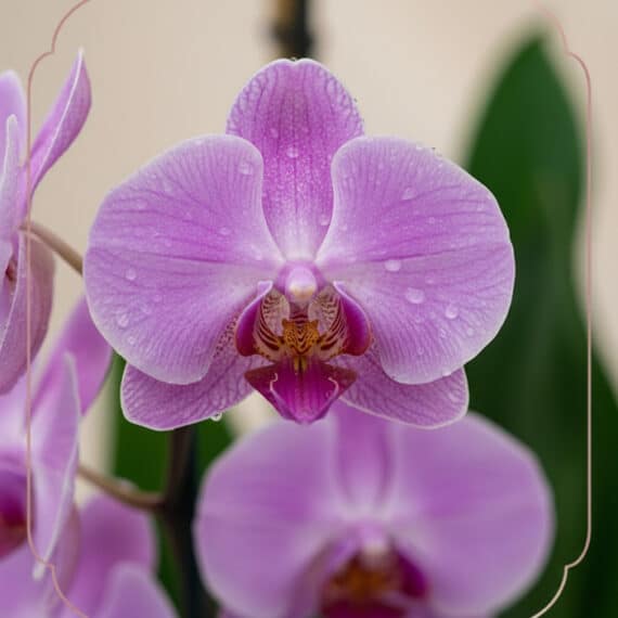 Primer plano extremo de una orquídea GALA rosa con gotas de rocío, mostrando textura híper-realista y colores vibrantes bajo