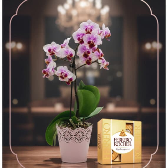Orquídea Phalaenopsis Antonella y Ferrero Rocher: Regalo Elegante Orquídea Phalaenopsis Antonella en maceta rosa con encaje, junto a una caja de bombones Ferrero Rocher, sobre mesa de madera