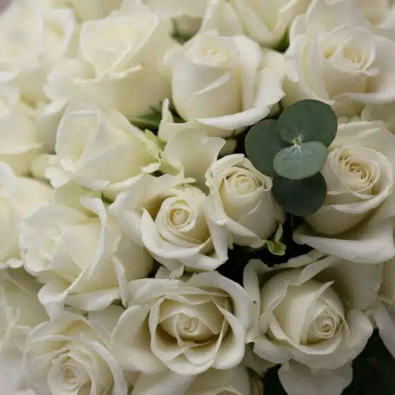 Primer plano extremo de un ramo JACOBELLA de 60 rosas blancas con gotas de rocío, destacando la textura hiperrealista y una h